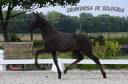  Pouliche noire pure race espagnole