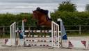 Vente cheval CSO Hunter