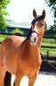Jument dressage 2 ans 