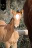 ✨️ Pouliche kwpn Lusitano sport ✨️