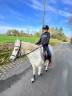 Poney 1,30m a vendre pour famille 5 Etoiles 