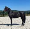 Chic Hongre de 8 ans - loisirs CSO-Balade- Dressage 