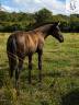 Pouliche PRE noire Prl ou noire Cr &agrave; vendre