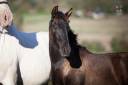 Pouliche PRE noire Prl &agrave; vendre
