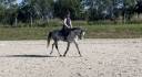 Poney de 6 ans PFS - 148cm - fils de UHELEM DE SEILLE