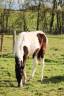 Poulain OC Urgent 