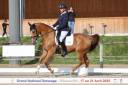 Hongre- Selle Fran&ccedil;ais - 11 ans - Dressage - France
