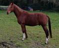 CHEVAL 13 ans  CSO, BALADES, DRESSAGE