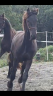 Poulain frison PP par Maurus 441 X Rindert 406