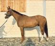 Magnifique hongre de 5 ans 