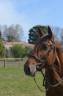 Exceptionnel PRE Alezan Entier 5 ans  1m75 