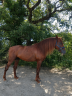 Exceptionnel PRE Alezan Entier 5 ans  1m75 