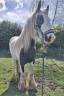Irish cob 3 ans