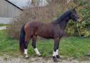 Hongre - KWPN - 3 ans - Dressage - France