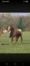 Poulain de 2ans et demi a vendre paint appaloosa 