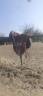 Selle de dressage Henri de rivel 
