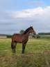 Poulain castr&eacute; 2 ans BWP