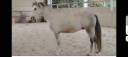 A VENDRE ETALON CONNEMARA