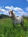 Poulain mini horse