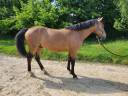 Poney Connemara 6 ans hors taille 