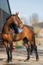 Jument KWPN Cheval de Sport N&eacute;erlandais A vendre 2022 Brun par Giano