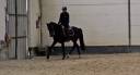 Cheval de sport &agrave; vendre
