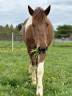 Jument &agrave; vendre de 13 ans