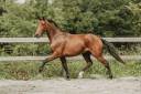 Hongre - KWPN - 4 ans - Dressage - France 