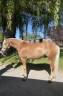 Haflinger sport de 3 ans