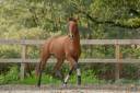 Hongre - Lusitanien - 7 ans - Dressage - France