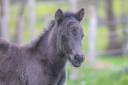 Poney miniature 