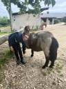 Adorable poney pour enfants