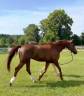 A vendre jument dressage 