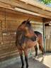 Pouliche Oldenbourg - 2 ans - origines dressage