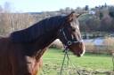 Hongre KWPN de 4 ans &ndash; Prospect dressage &ndash; 1m75