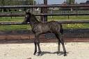 ZONIK PLUS foal m&acirc;le 2026 &agrave; r&eacute;server