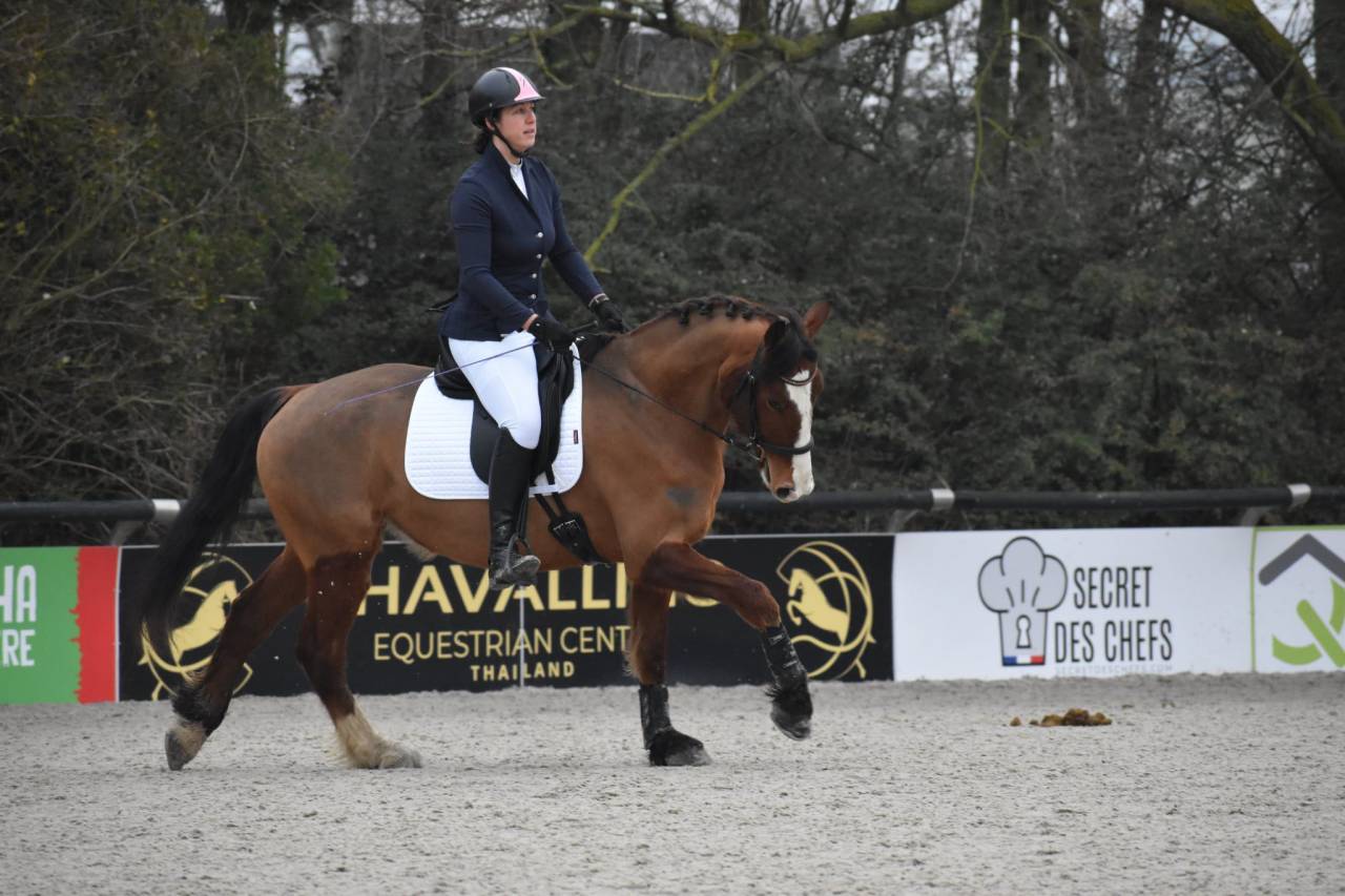 Hongre - Franches Montagnes - Loisir/ Polyvalent-France