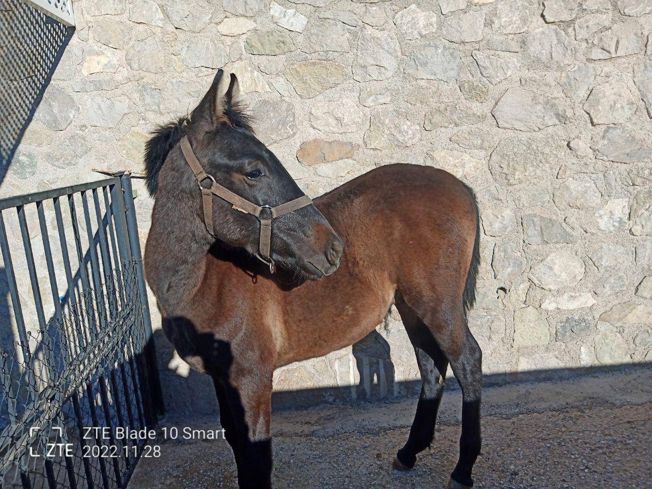 Hongre PRE Pure Race Espagnole A vendre 2022 Gris par INDEXADO