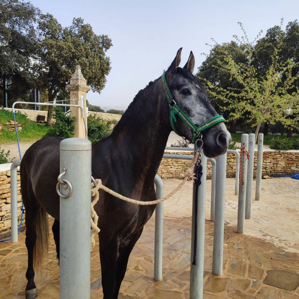 Hongre PRE Pure Race Espagnole A vendre 2022 Gris par INDEXADO