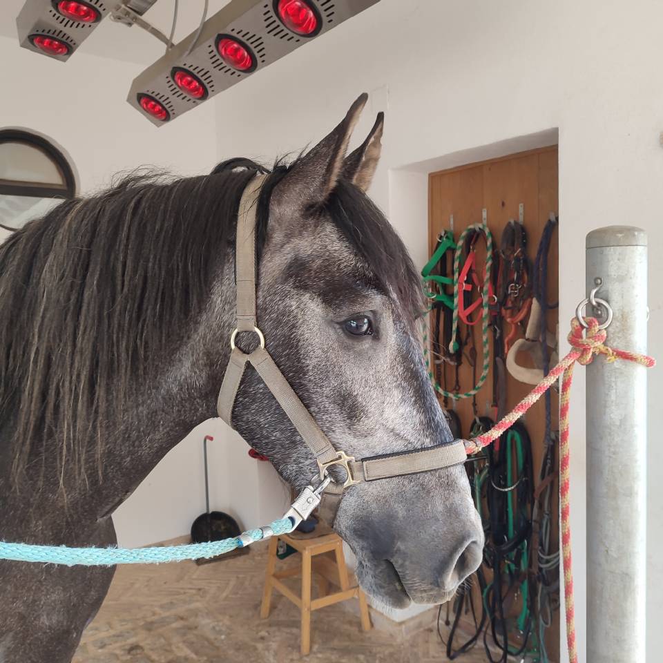 Hongre PRE Pure Race Espagnole A vendre 2022 Gris par INDEXADO