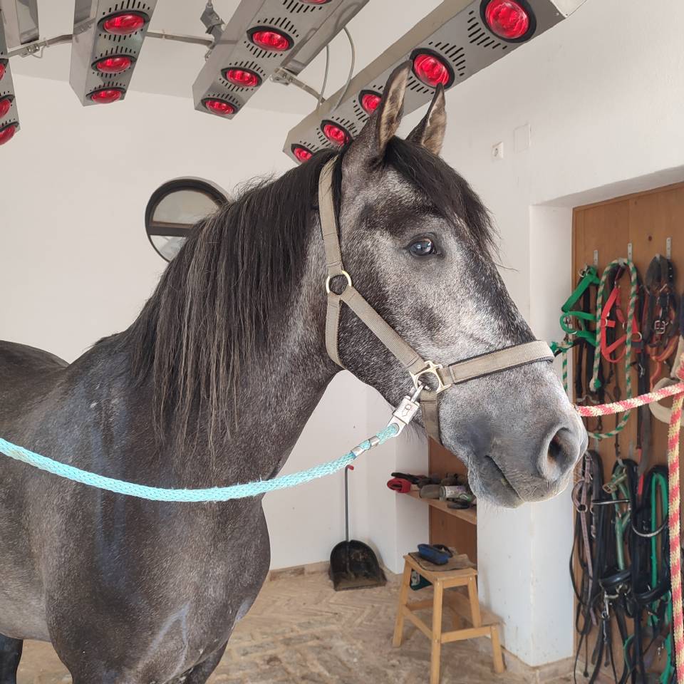 Hongre PRE Pure Race Espagnole A vendre 2022 Gris par INDEXADO