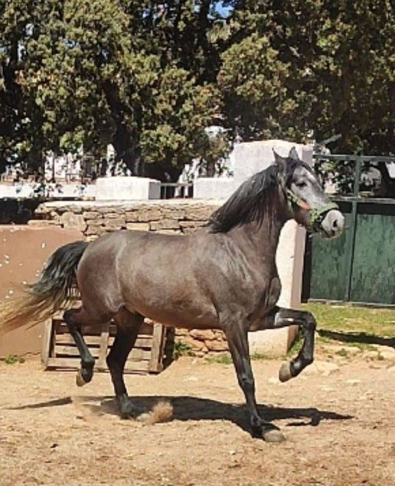 Hongre PRE Pure Race Espagnole A vendre 2022 Gris par INDEXADO