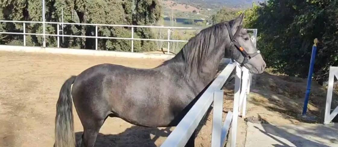Hongre PRE Pure Race Espagnole A vendre 2022 Gris par INDEXADO