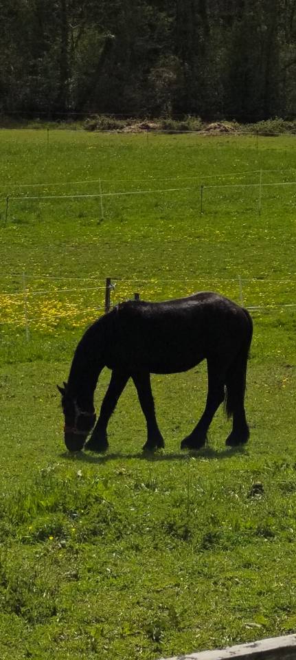 Cherche personnes pour demi pension 