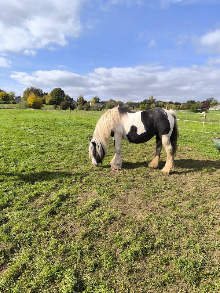 Cherche personnes pour demi pension 