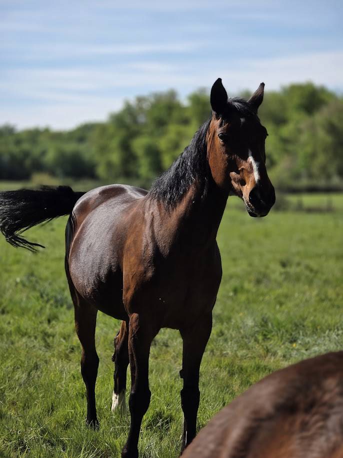 Tr&egrave;s belle Jument SF 