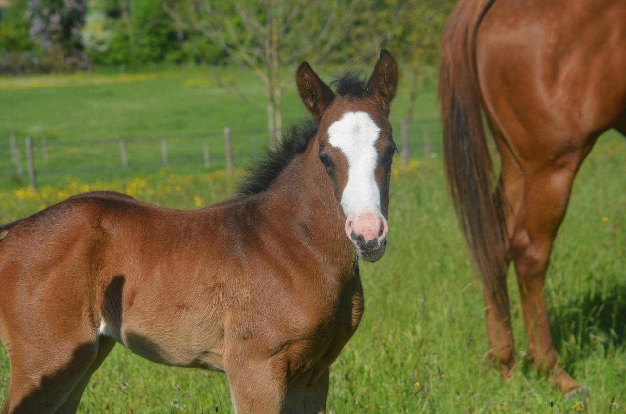 Pouliche top origines de performance 