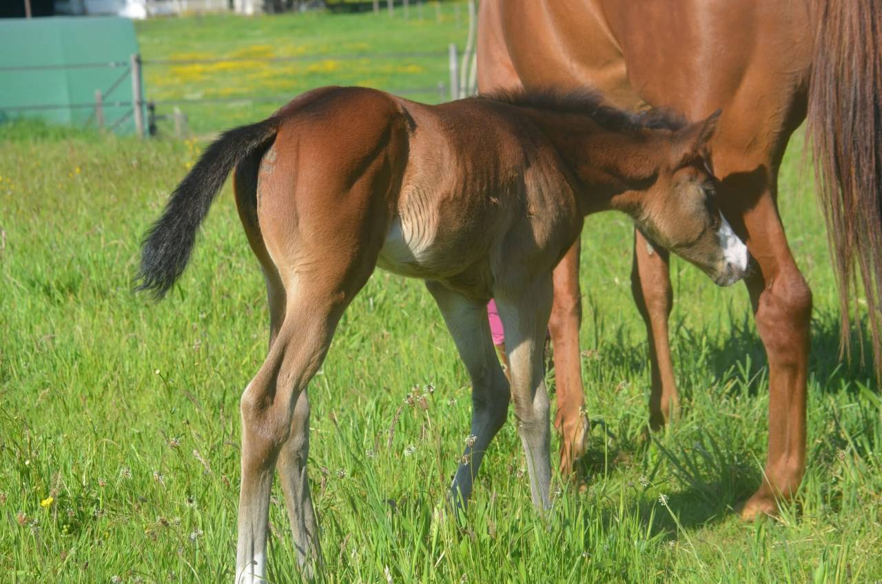 Pouliche top origines de performance 