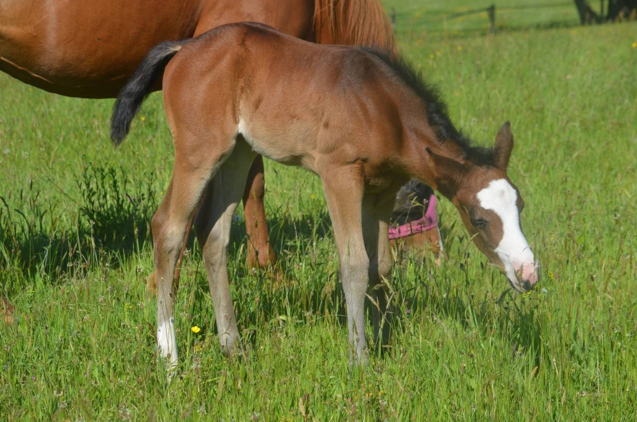 Pouliche top origines de performance 