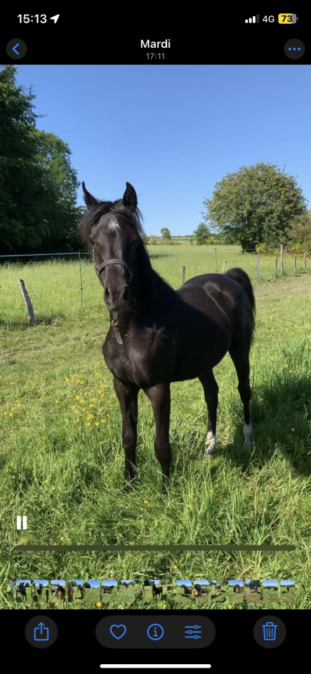 Pouliche noire PSA 2025